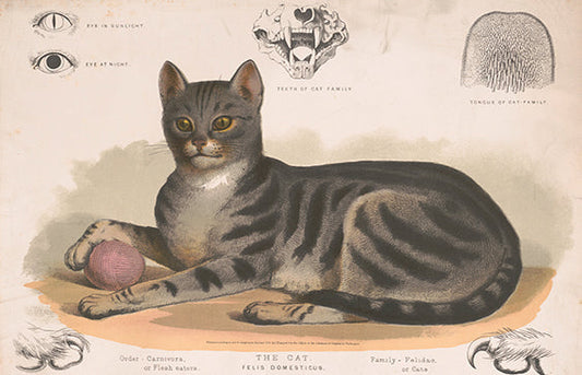 The History of Cats and Humans: A Timeless Bond